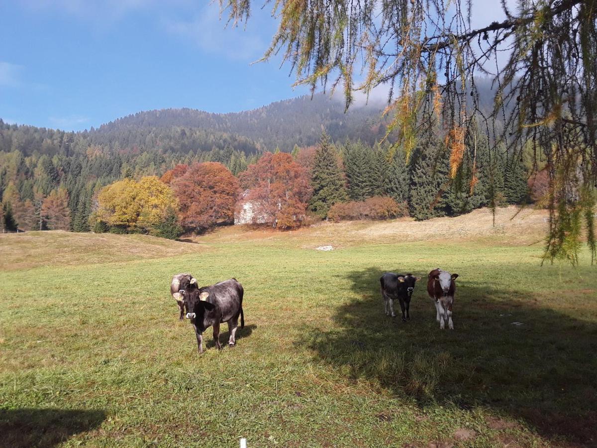 Chalet Musiera Aparthotel Castrozzi Bagian luar foto